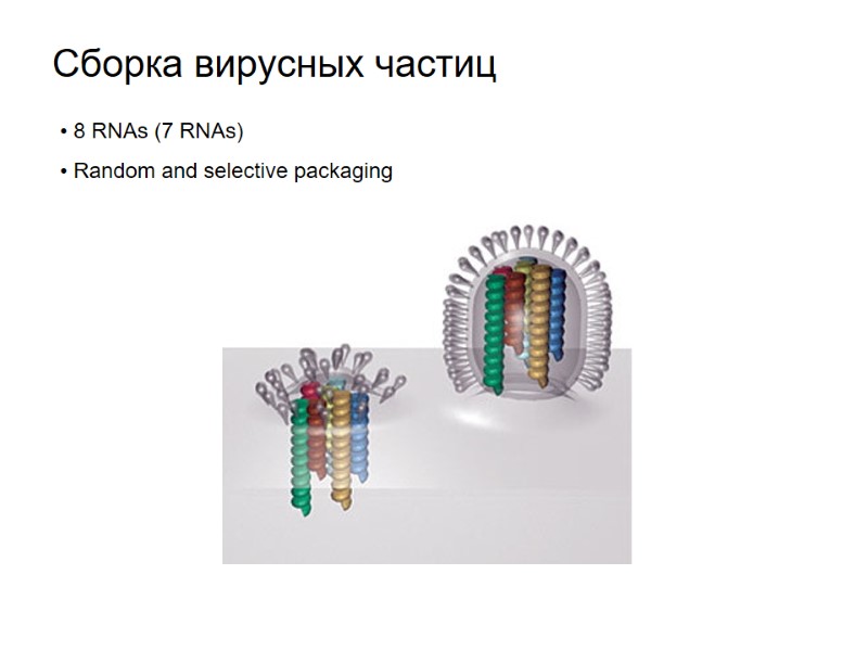 Сборка вирусных частиц  8 RNAs (7 RNAs)  Random and selective packaging